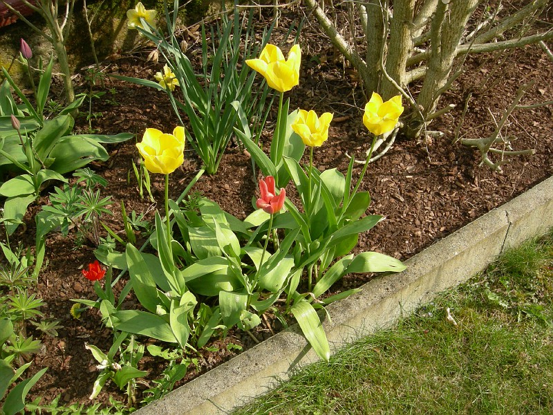 Tulips2-vi.jpg